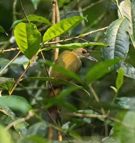 Elliot's Woodpecker (Dendropicos elliotii), photo 2