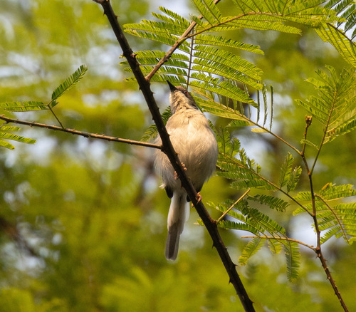 Grey Apalis (Apalis cinerea), photo 7