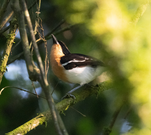 Lühder's Bushshrike (Laniarius luehderi), photo 5