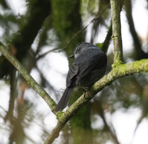 Dusky-blue Flycatcher (Bradornis comitatus), photo 9
