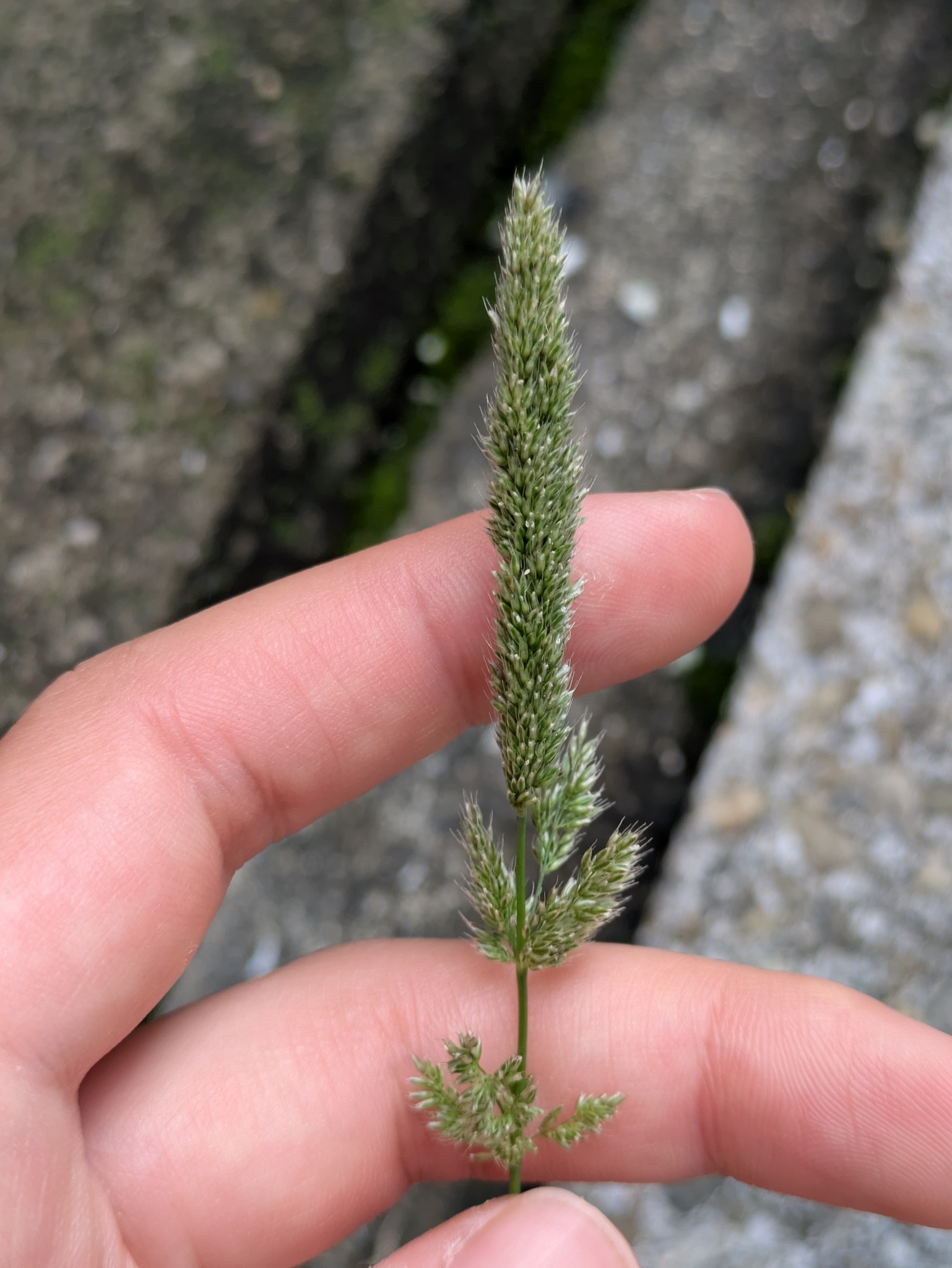 Asian Minor Rabbit’s-Foot Grass (Polypogon fugax)