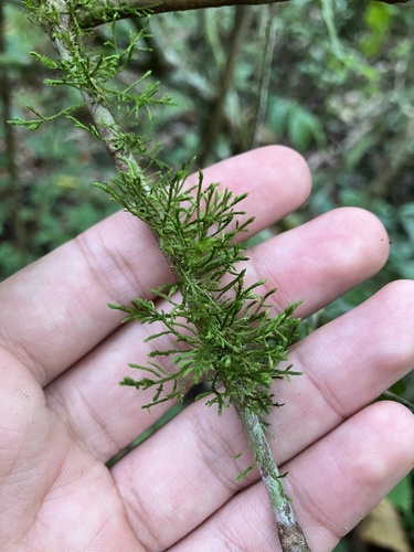 Pseudocryphaea domingensis observed 2025-11-24
