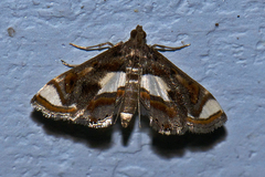 Agassiziella