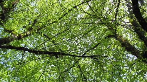 Tilia ×vulgaris iNat (1)