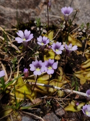 Pinguicula australandina