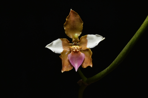 Cyrtochilum volubile, photograph 5