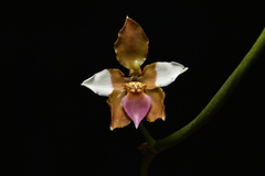 Cyrtochilum volubile, photograph (c) Jhon A. Yuca-Palomino, some rights reserved (CC BY)