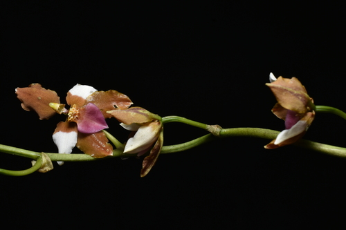Cyrtochilum volubile, photograph 6