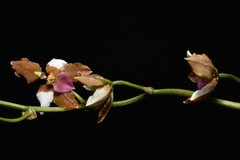 Cyrtochilum volubile, photograph (c) Jhon A. Yuca-Palomino, some rights reserved (CC BY)
