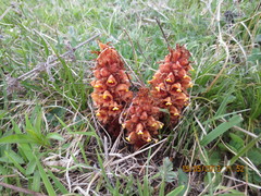 Orobanche colorata