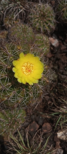 Parodia linkii