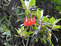 Fuchsia loxensis