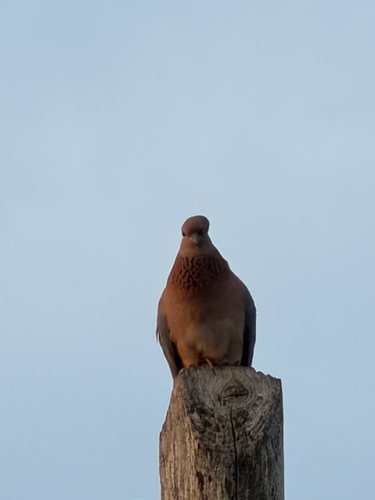 Laughing Dove