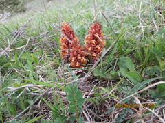 Orobanche colorata