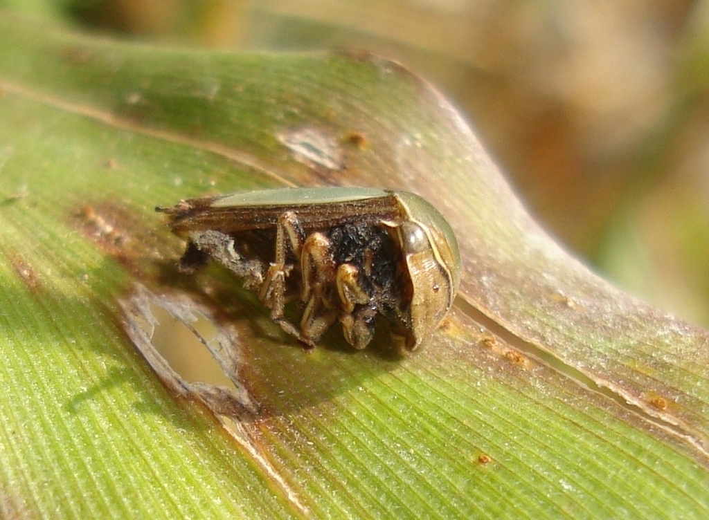 Stictopelta caerulea