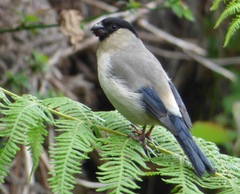 Pyrrhula murina