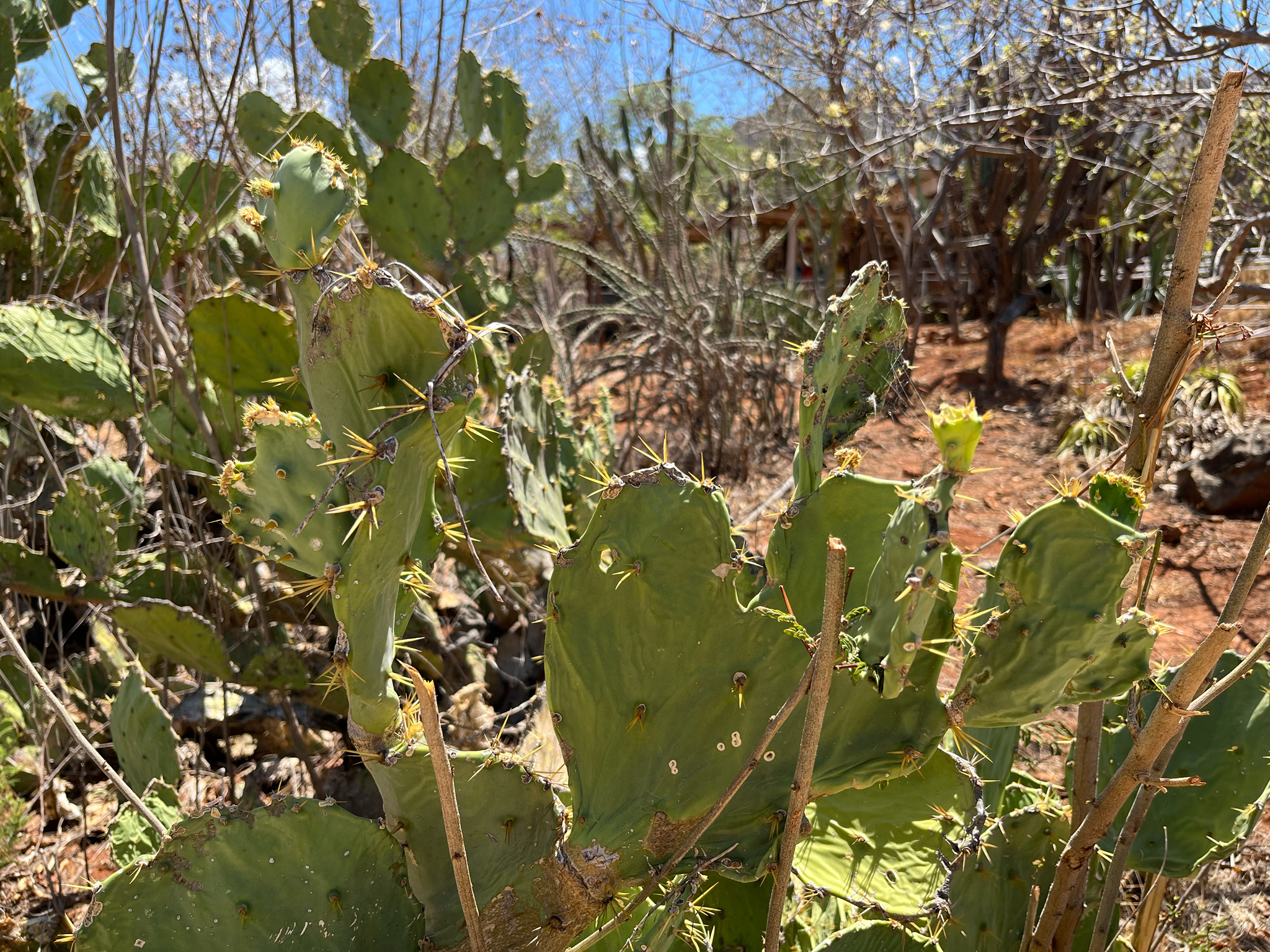 Opuntia dillenii
