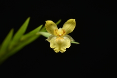 Long-leaved Lockhartia (Lockhartia longifolia)