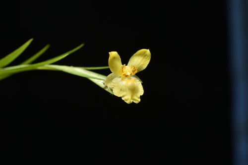 Lockhartia longifolia, photograph 6