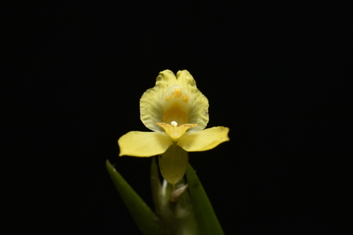Lockhartia longifolia, photograph 5