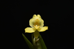 Lockhartia longifolia, photograph (c) Jhon A. Yuca-Palomino, some rights reserved (CC BY)