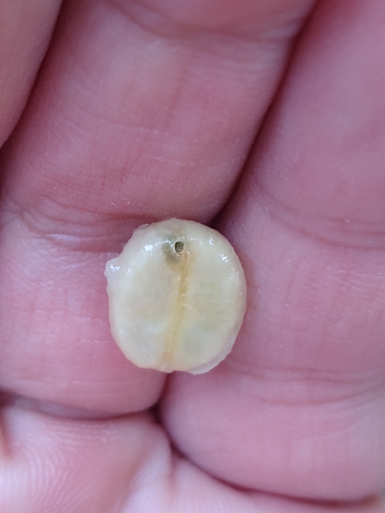 coffee berry borer from Guaicaipuro, Miranda, VE on November 24, 2025 ...