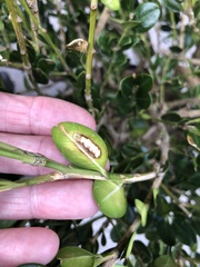 Calonectria pseudonaviculata