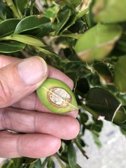 Calonectria pseudonaviculata