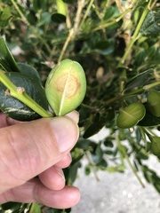 Calonectria pseudonaviculata