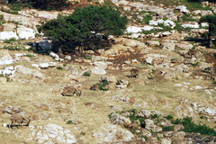 Capra hircus cretica