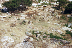 Capra hircus cretica