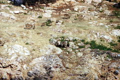 Capra hircus cretica