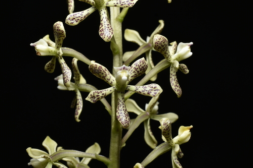 Prosthechea crassilabia, photograph 4