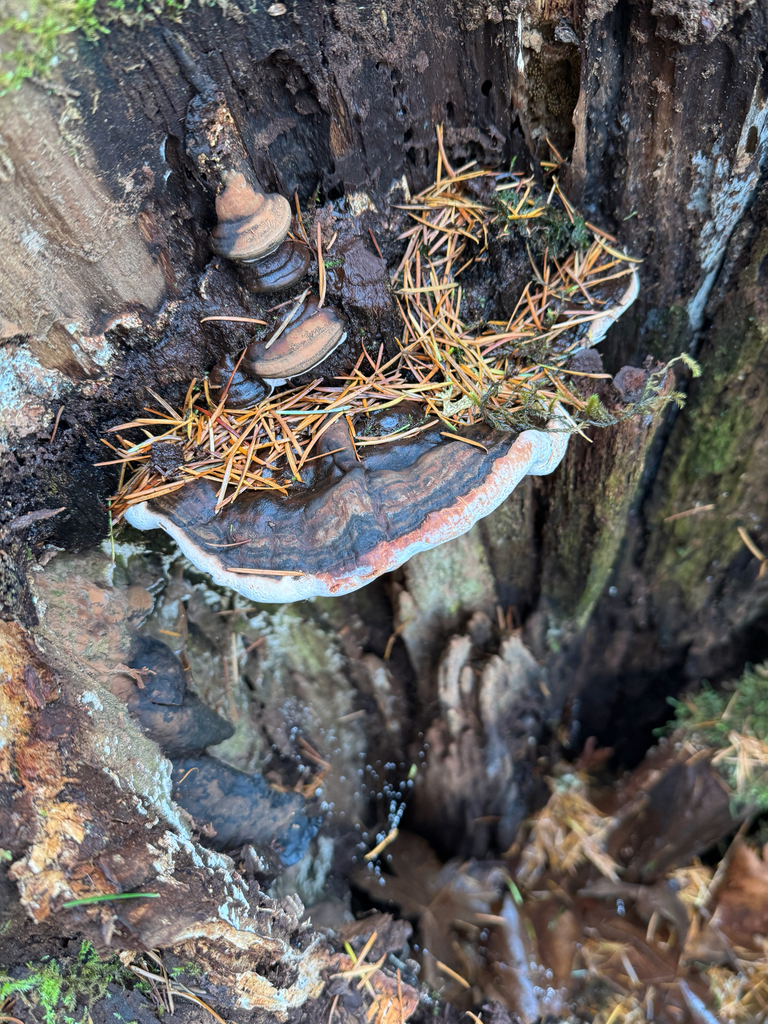 Fomitopsis mounceae · November 2025 · photo: © wisel (iNaturalist, cc0)