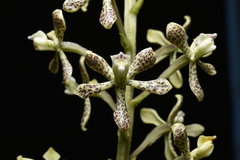 Prosthechea crassilabia, photograph (c) Jhon A. Yuca-Palomino, some rights reserved (CC BY)