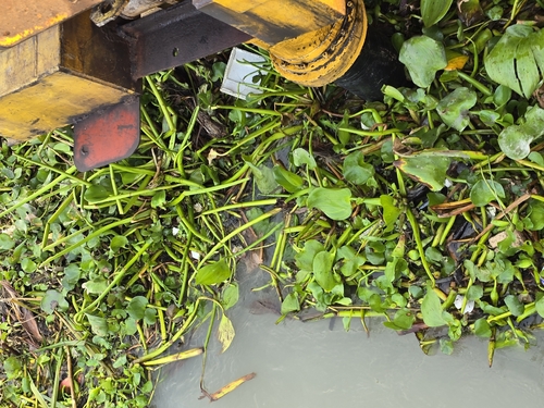 common water hyacinth