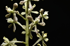 Prosthechea crassilabia