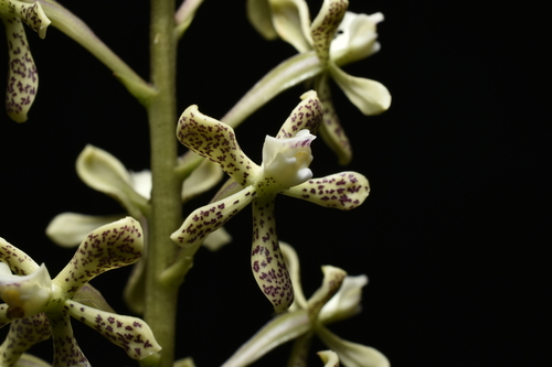 Prosthechea crassilabia, photograph 1