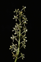Prosthechea crassilabia, photograph (c) Jhon A. Yuca-Palomino, some rights reserved (CC BY)