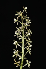Prosthechea crassilabia, photograph (c) Jhon A. Yuca-Palomino, some rights reserved (CC BY)
