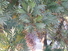 Bocconia arborea