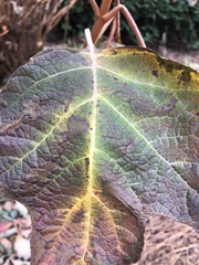 Cercospora hydrangeae