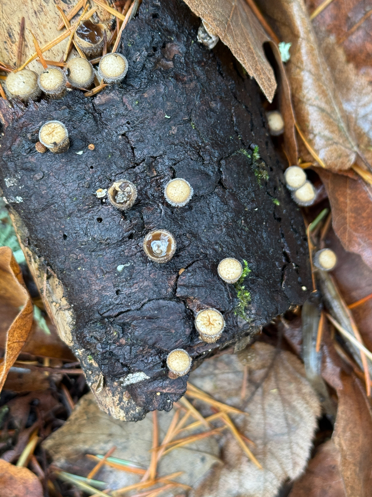 Nidula candida · November 2025 · photo: © wisel (iNaturalist, cc0)