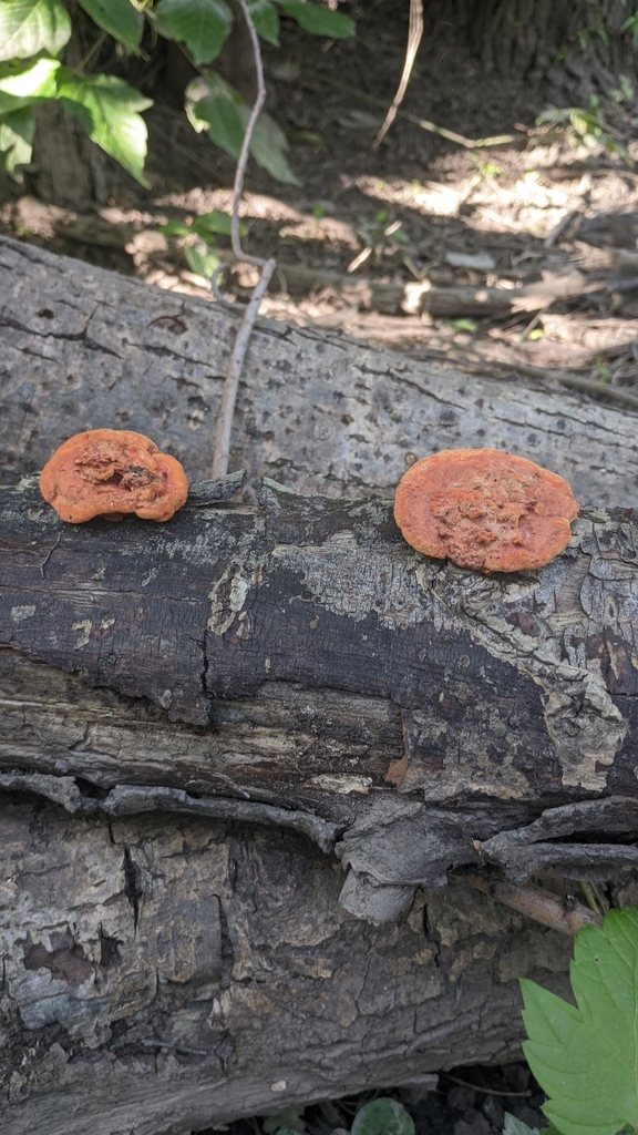 Trametes sanguinea · November 2025 · photo: © mauricio_reservasm (iNaturalist, cc-by)