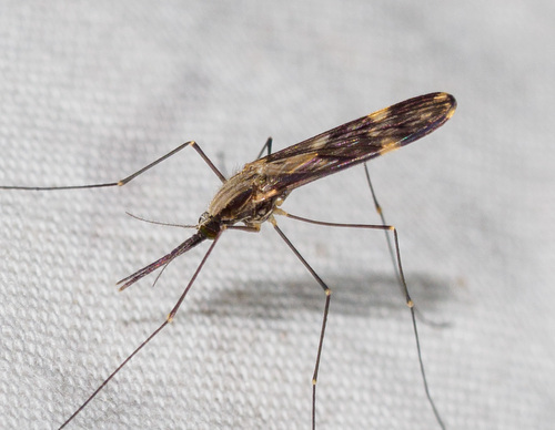 Unknown species found near Calvert County, MD, USA