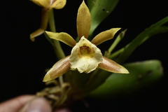 Cischweinfia parva, photograph Jhon A. Yuca-Palomino, CC BY, iNaturalist via GBIF