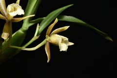 Cischweinfia parva, photograph Jhon A. Yuca-Palomino, CC BY, iNaturalist via GBIF