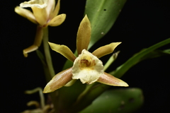 Cischweinfia parva, photograph Jhon A. Yuca-Palomino, CC BY, iNaturalist via GBIF