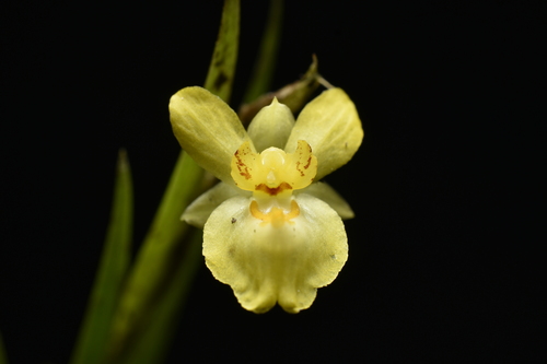 Lockhartia longifolia, photograph 2