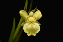 Lockhartia longifolia, photograph (c) Jhon A. Yuca-Palomino, some rights reserved (CC BY)